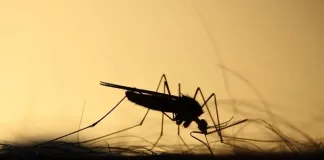 Health Department calls for vigilance against malaria Health Department calls for vigilance against malaria