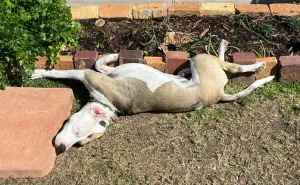 Paco after. Photo credit: TEARS Animal Rescue, Cape Town.