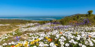 West Coast in Bloom – Book Now or Miss Out on This Once-a-Year Spectacle