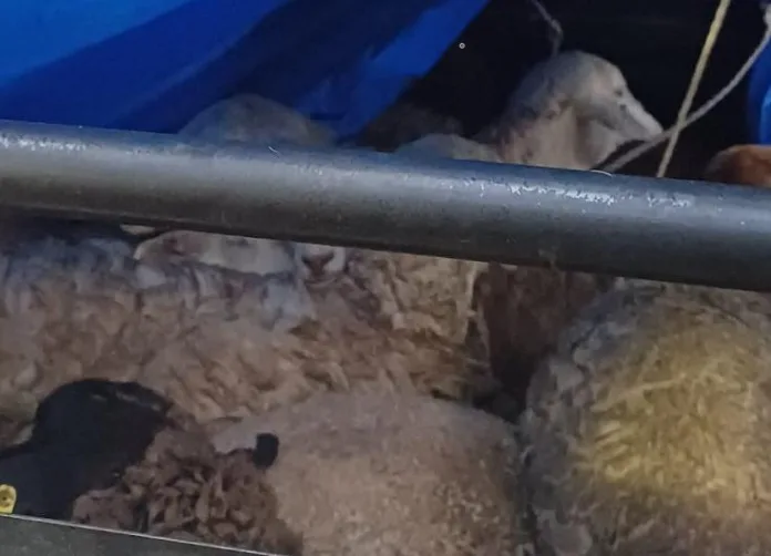 saps-20250413-3 Stock theft trio appears in Schweizer-Reneke court