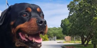 Injured K9 Night recovering well