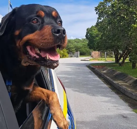 saps-20250423-00 Injured K9 Night recovering well