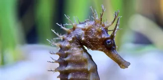 SANParks restocks endangered Knysna seahorse tank