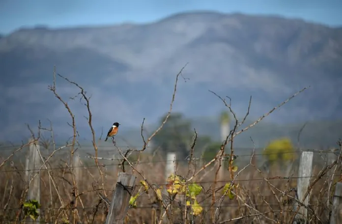 Why You Should Visit Bonnievale, South Africa
