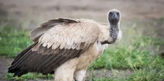 5 Wild Facts You Never Knew About the Cape Vulture — and Where to See Them Up Close