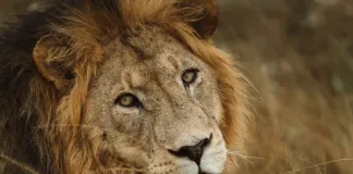 From safari to sea: Where to wander this winter From safari to sea: Where to wander this winter