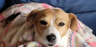 TEARS Animal Rescue desperately needs fleece blankets to keep animals warm after the floods, please help!
