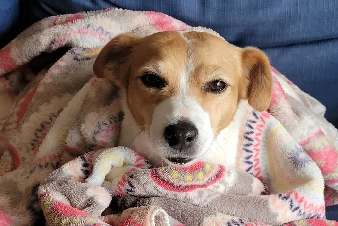 Happy eyes in a fleece cocoon TEARS Animal Rescue desperately needs fleece blankets to keep animals warm after the floods, please help!