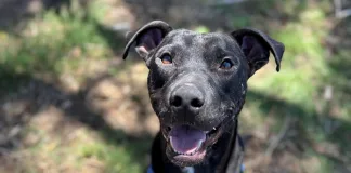 Murphy Makes His Move: A Successful Human Adoption Story