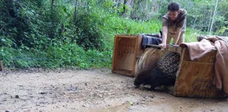 Cape porcupines (as do all porcupines) have banded quills, which are essentially their hairs