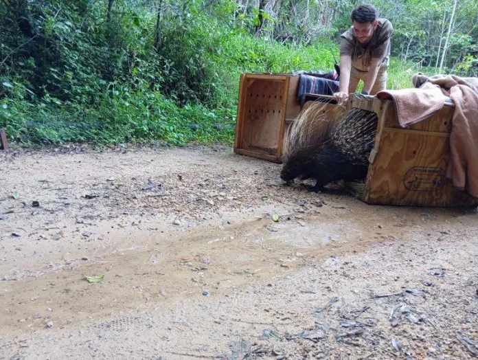 Cape porcupines (as do all porcupines) have banded quills, which are essentially their hairs