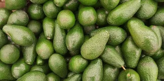 First shipment of South African avocados arrive in China