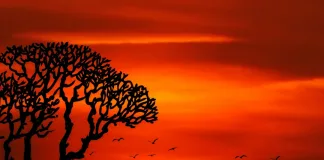 Celebrating Africa Day through community-driven hospitality partnerships Dream Hotels & Resorts