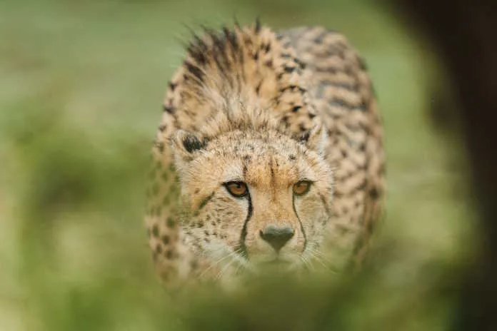 Lalibela Wildlife Reserve