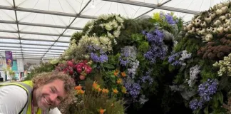 A taste of the Cape at Chelsea Flower Show and a fox’s favourite stop South Africa’s Gold-winning exhibit at the 2025 RHS Chelsea Flower Show