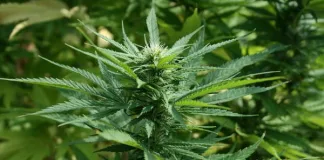 Unlocking Potential: Exploring Cannabis Seeds and the Enduring Appeal of White Widow Exploring Cannabis Seeds and the Enduring Appeal of White Widow