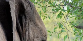 Illegal hunting of elephant and vulture poisoning incident in Kruger National Park