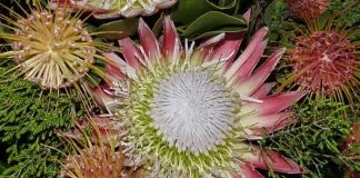 South Africa at the RHS Chelsea Flower Show: A Celebration of Biodiversity and Creativity South Africa at the RHS Chelsea Flower Show: A Celebration of Biodiversity and Creativity