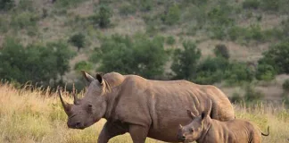103 Rhinos lost to poaching in the first three months of 2025
