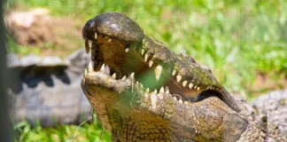 10 Reasons Why Crocworld Conservation Centre is a Top Tourist Attraction on KZN South Coast Crocworld Conservation Centre