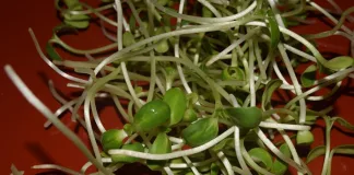 Sunflower Sprouts: Benefits and Uses Sunflower Sprouts: Benefits and Uses