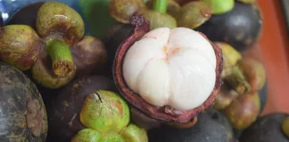 An opened mangosteen with its juicy soft white flesh on top of other unpeeled mangosteens.