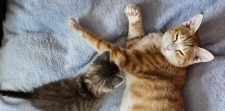 TEARS Animal Rescue Foster-Dad-William-with-kitten