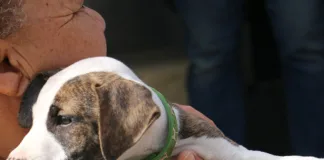Mandela Day 6’n’7 Project Feeding Pets to keep Families Together