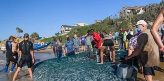 Don’t Miss These Epic Sardine Run Events Taking Place on the KZN South Coast! Don’t Miss These Epic Sardine Run Events Taking Place on the KZN South Coast!