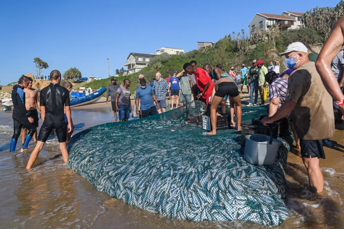 Don’t Miss These Epic Sardine Run Events Taking Place on the KZN South Coast! Don’t Miss These Epic Sardine Run Events Taking Place on the KZN South Coast!
