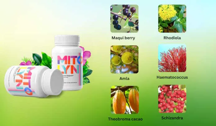 Ingredients Used in Mitolyn