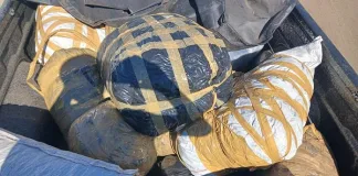 Standerton Police Arrest Man with R200,000 Worth of Dagga Standerton Police Arrest Man with R200,000 Worth of Dagga in Joint K9 Operation