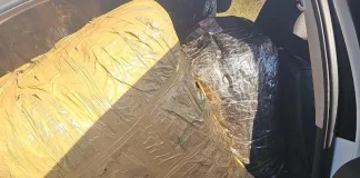 Police Seize R1.3 Million Worth of Dagga, Arrest Suspect in Limpopo Operation