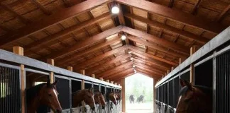 The Ultimate Guide to Horse Stall Mats: Comfort, Safety, and Durability for Your Stable