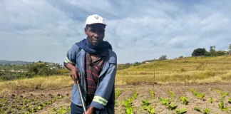 Thanda’s Agroecology Initiative Aims to Shift the Future for Young South Africans as Youth Unemployment Reaches Crisis Levels Thanda’s Agroecology Initiative Aims to Shift the Future for Young South Africans as Youth Unemployment Reaches Crisis Levels