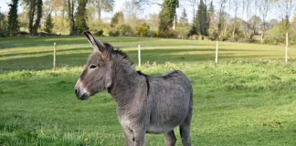 Demand for donkey skins fuels crisis for Africa’s women and children Demand for donkey skins fuels crisis for Africa’s women and children