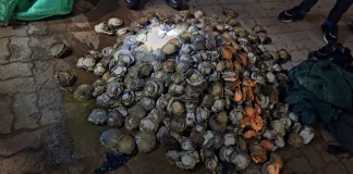 Abalone Poaching Bust in Jeffrey’s Bay: Five Arrested with R250,000 Worth of Seafood