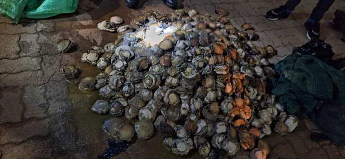Abalone Poaching Bust in Jeffrey’s Bay: Five Arrested with R250,000 Worth of Seafood