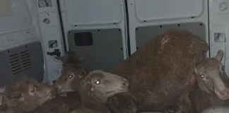 South African Police and Private Security Recover Stolen Sheep, Arrest Three Suspects