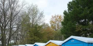 5 Expert Tips for Renting Porta Potties for Summer Gatherings