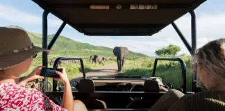 Capture the Wild in Style—Smartphone Safari Photography Tips Capture the Wild in Style—Smartphone Safari Photography Tips