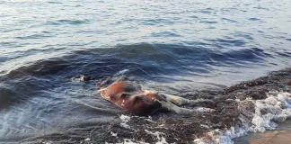 Dead cow on beach - credit Animal Welfare Foundation