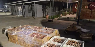 Two Arrested with Over R1 Million Worth of Illegal Lobsters in Port Alfred Bust