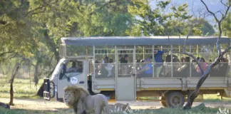 Guided Safari vs. Self-Drive: Which Experience Is Right for You? Guided Safari vs. Self-Drive: Which Experience Is Right for You?
