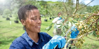 From Seedling to Shelf: Paper That Builds Futures From Seedling to Shelf: Paper That Builds Futures