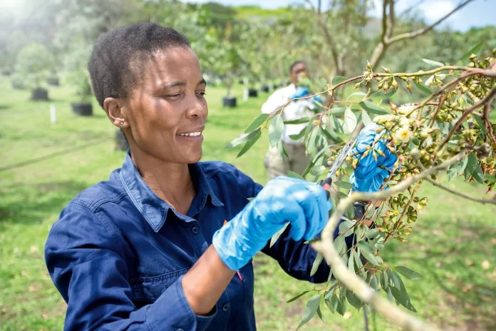 Mondi-Zimele From Seedling to Shelf: Paper That Builds Futures