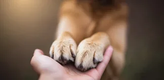 When Love Means Letting Go – A Vet’s Story of Saying Goodbye When Love Means Letting Go - A Vet’s Story of Saying Goodbye