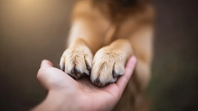 When Love Means Letting Go - A Vet’s Story of Saying Goodbye