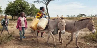 The Donkey Skin Trade: A Crisis We Can No Longer Ignore The Donkey Skin Trade: A Crisis We Can No Longer Ignore