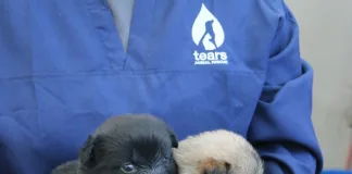 A busy Mandela Day for TEARS Animal Rescue!